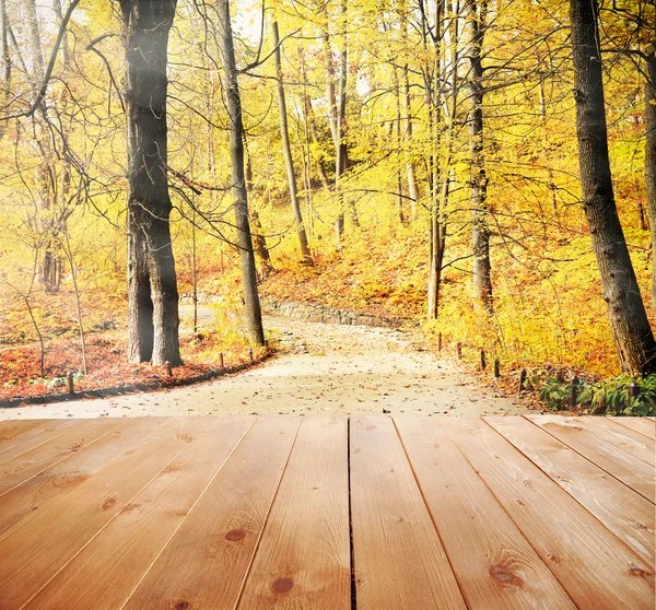 Sunlight in autumn forest. — Stock Photo, Image