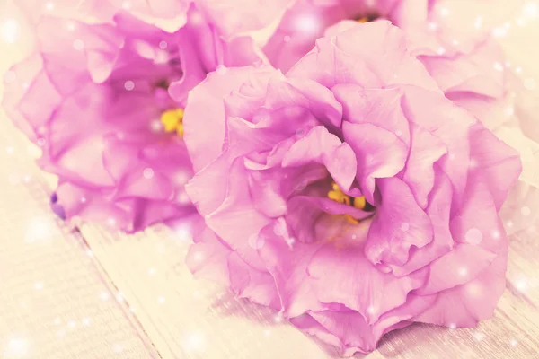 Hermosas flores de eustoma — Foto de Stock