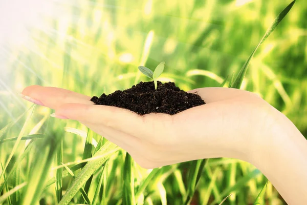 Planta joven en mano — Foto de Stock