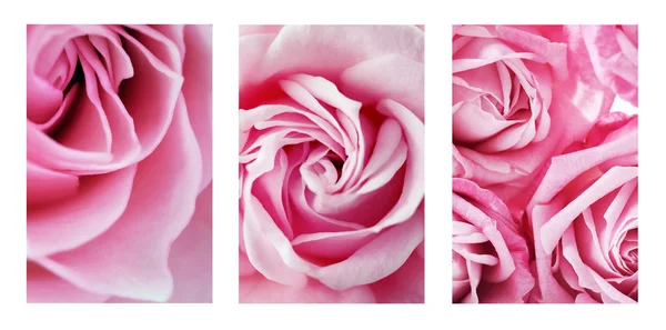 Collage with beautiful pink roses — Stock Photo, Image