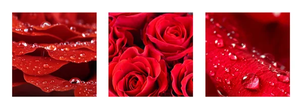 Collage con hermosas rosas rojas —  Fotos de Stock