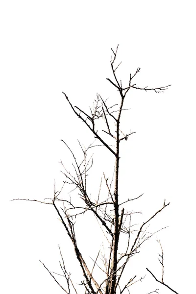 Branche sèche isolée sur blanc — Photo