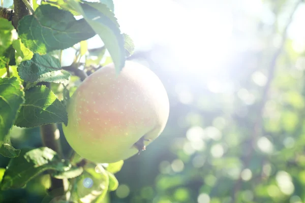 Branch apple boom close-up — Stockfoto