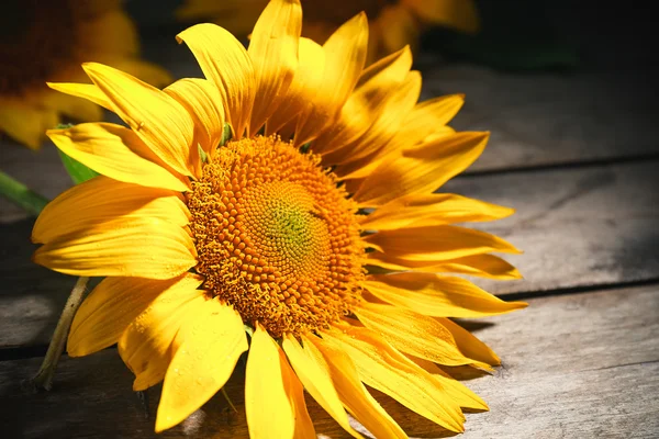 Beautiful bright sunflowers on wooden table close up — Stock Photo, Image