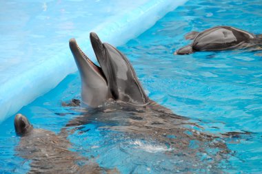 Dolphinarium sevimli yunuslar