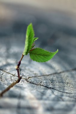 Güzel fide Merkezi bagaja yeni hayat bir kavram olarak büyüyen