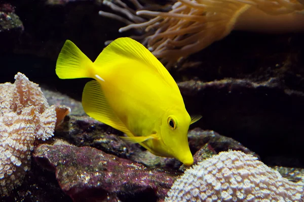 Exotische Fische im Aquarium — Stockfoto