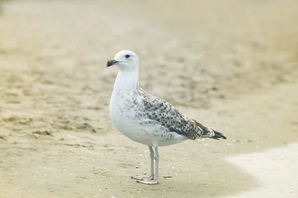 Hermosas gaviotas en la playa de arena —  Fotos de Stock