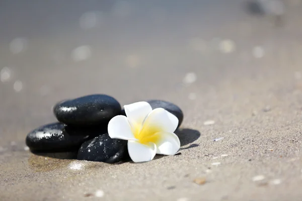 Pebbles with plumeria on seashore — Stock Photo, Image