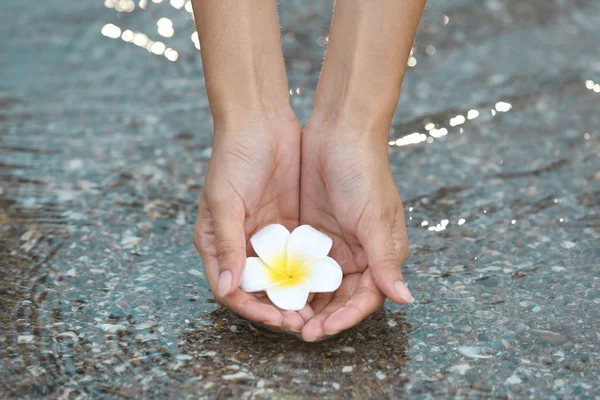 Mani femminili che tengono il fiore e toccano l'acqua — Foto Stock