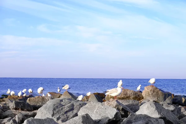 Möwen am felsigen Strand — Stockfoto