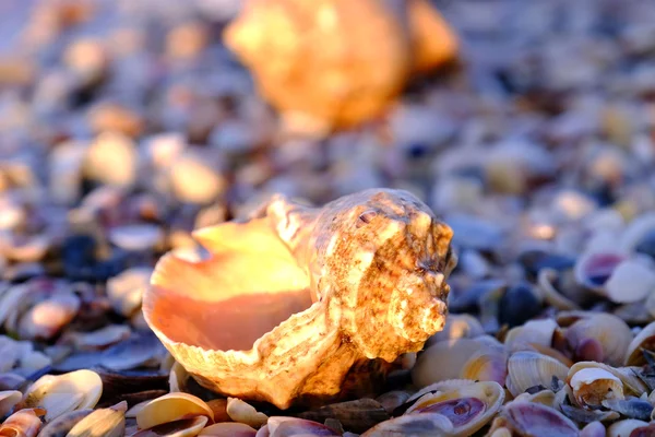 Seashells on beach in morning — Stock Photo, Image