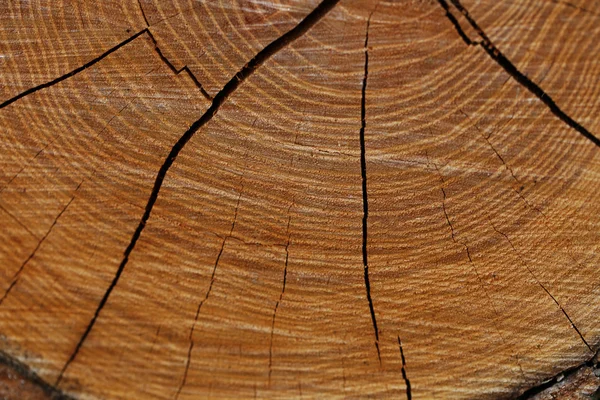 Textura de madeira de tronco de árvore, close-up — Fotografia de Stock