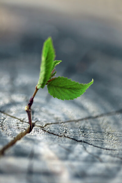 Саженцы, растущие в центре ствола, как концепция новой жизни
