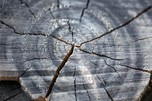 Texture en bois du tronc d'arbre, gros plan — Photo