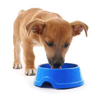 Beyaz izole kase gelen yeme komik köpek yavrusu