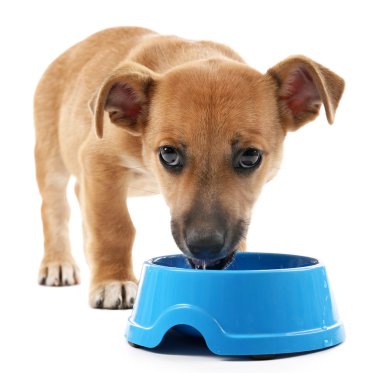 Beyaz izole kase gelen yeme komik köpek yavrusu