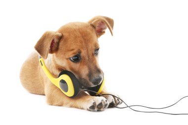 Beyaz izole kulaklık ile oynayan köpek