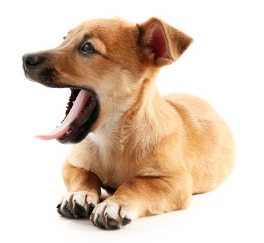 Yavru köpek beyazda izole edilmiş.