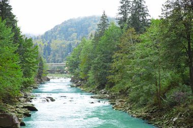 Dağ nehri ormandan akıyor