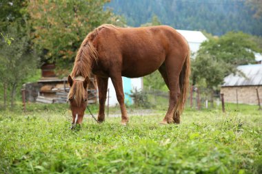 çayır üzerinde otlatma at