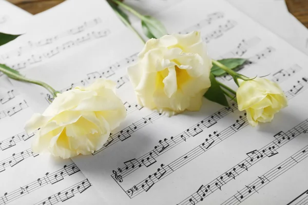 Beautiful white roses on musical notes pages background — Stock Photo, Image