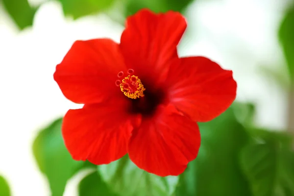 Beautiful hibiscus flower on nature background — Stock Photo, Image