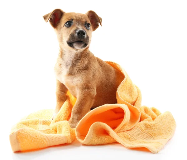 Puppy with towel isolated on white — Stock Photo, Image