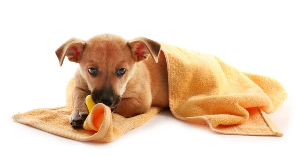 Filhote de cachorro em toalha mordendo brinquedo pato isolado no branco — Fotografia de Stock