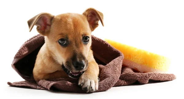 Puppy wrapped in towel isolated on white — Stock Photo, Image