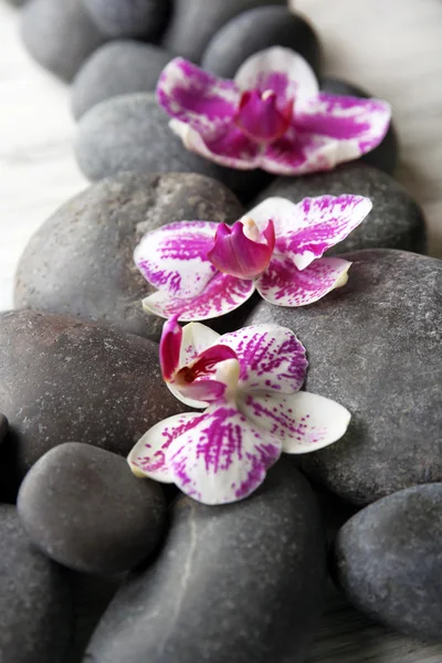 Wellness kameny a orchideje — Stock fotografie