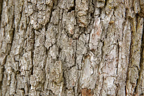 Corteza de árbol fondo — Foto de Stock