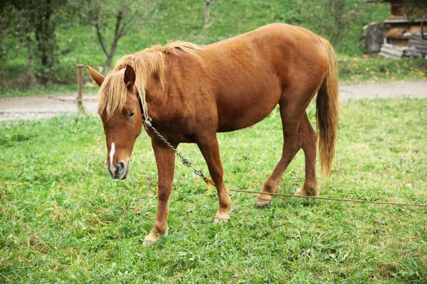 Pâturage de chevaux sur prairie — Photo