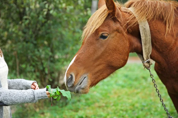 Fille nourrir cheval sur prairie — Photo