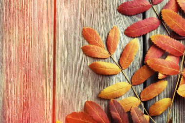 sonbahar yaprakları arka plan