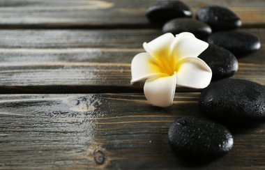 Çakıl taşları ile beyaz plumeria çiçek