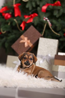 Noel arka plan üzerinde halı üzerinde köpek yavrusu