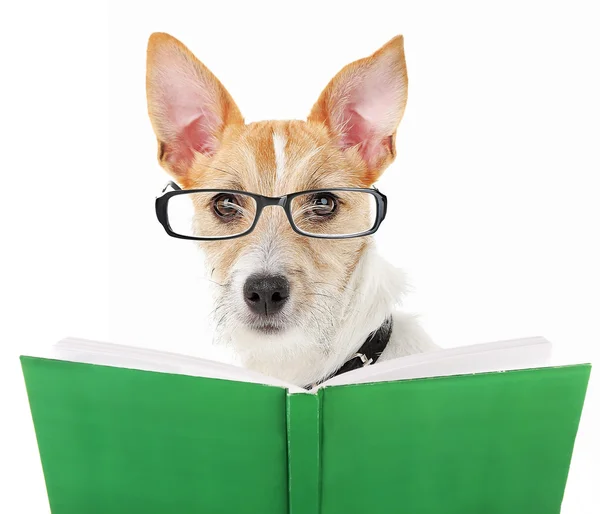 Cute dog in eyeglasses with book — Stock Photo, Image