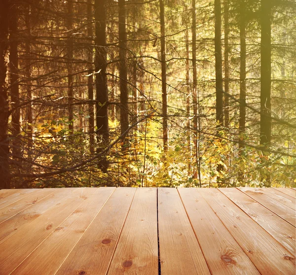 Солнечный свет в осеннем лесу — стоковое фото
