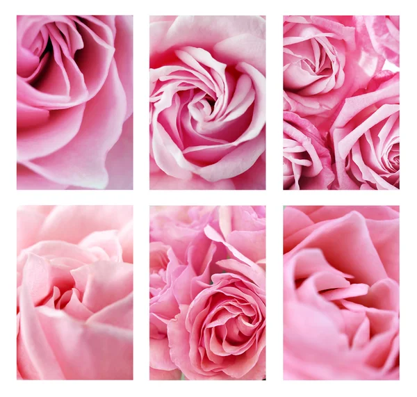 Collage med vackra rosor — Stockfoto
