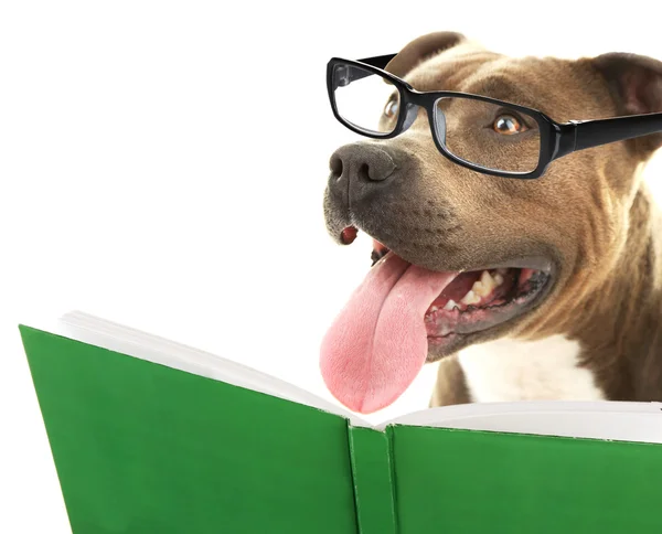 Cute dog in eyeglasses with book — Stock Photo, Image