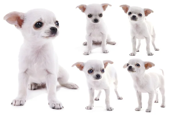 Conjunto de cães chihuahua adorável — Fotografia de Stock