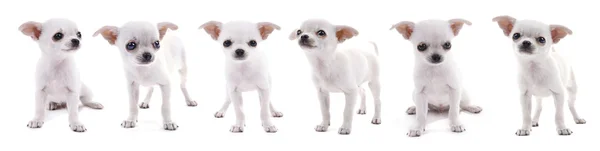 Conjunto de cães chihuahua adorável — Fotografia de Stock