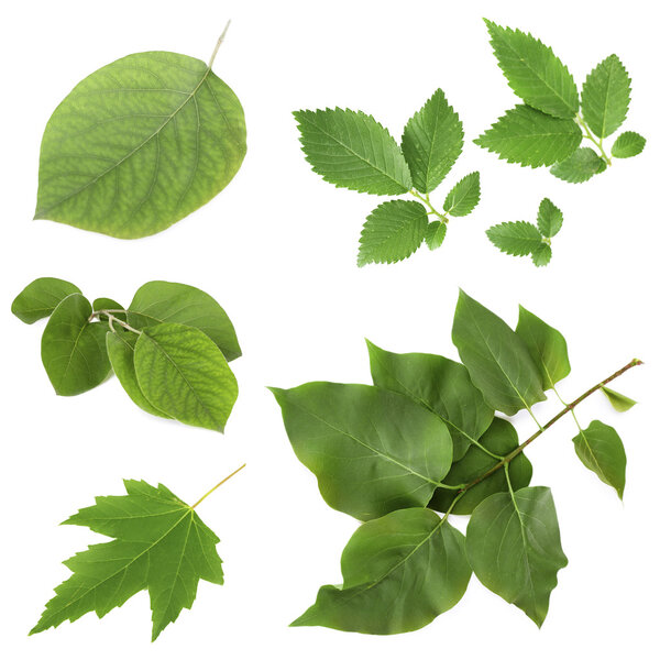 Green leaves on white