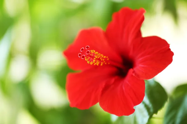 Beautiful hibiscus flower — Stock Photo, Image