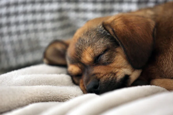 Schattige puppy slapen op de Bank — Stockfoto