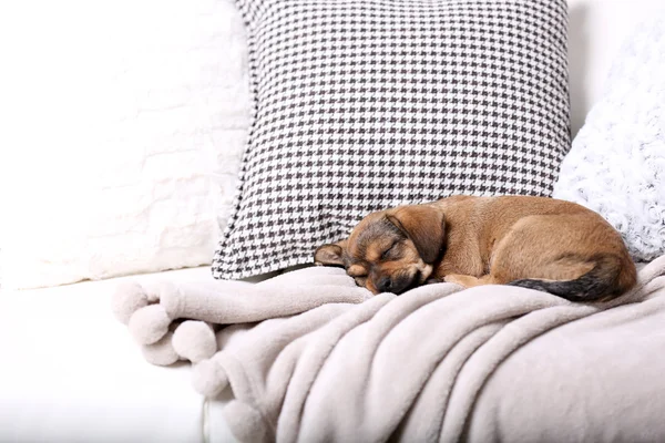 Cachorro durmiendo en sofá en casa —  Fotos de Stock