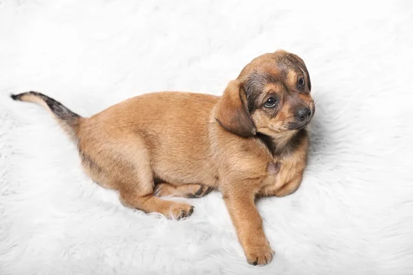 Cachorro en la alfombra en casa —  Fotos de Stock