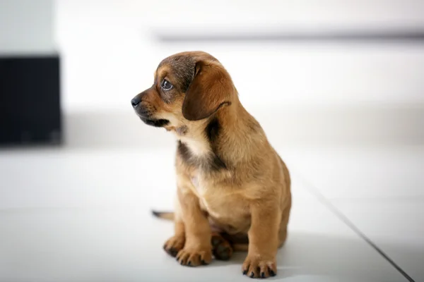 Cachorro no chão em casa — Fotografia de Stock