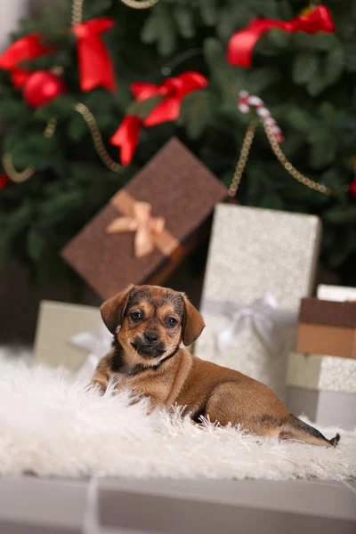 Cachorro en la alfombra en el fondo de Navidad —  Fotos de Stock